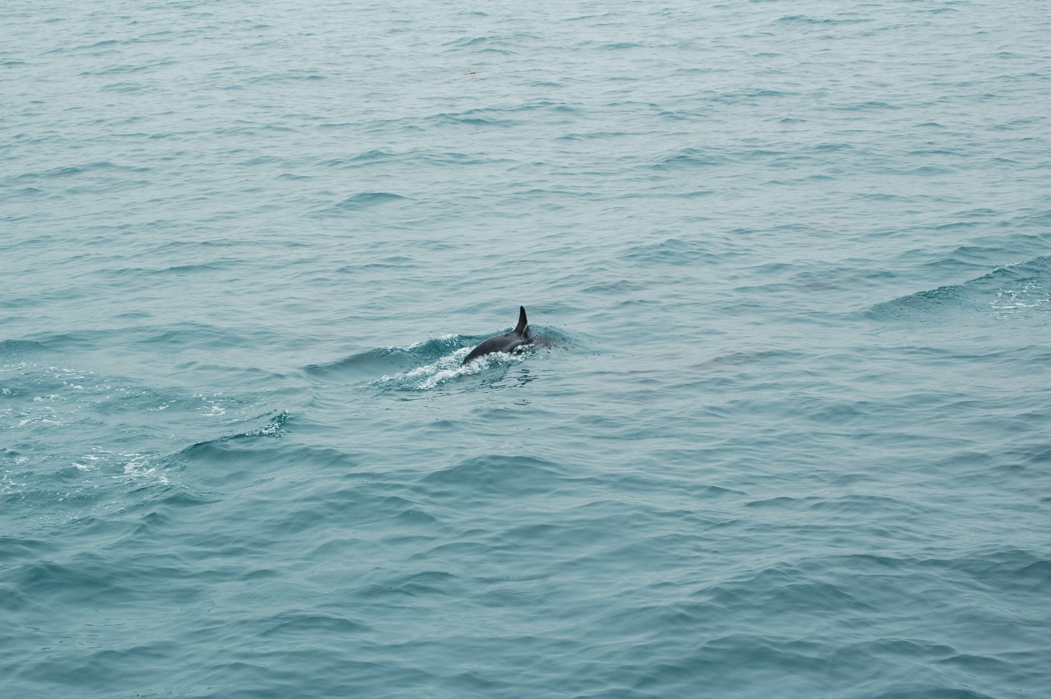 181   30 01   Kaikoura